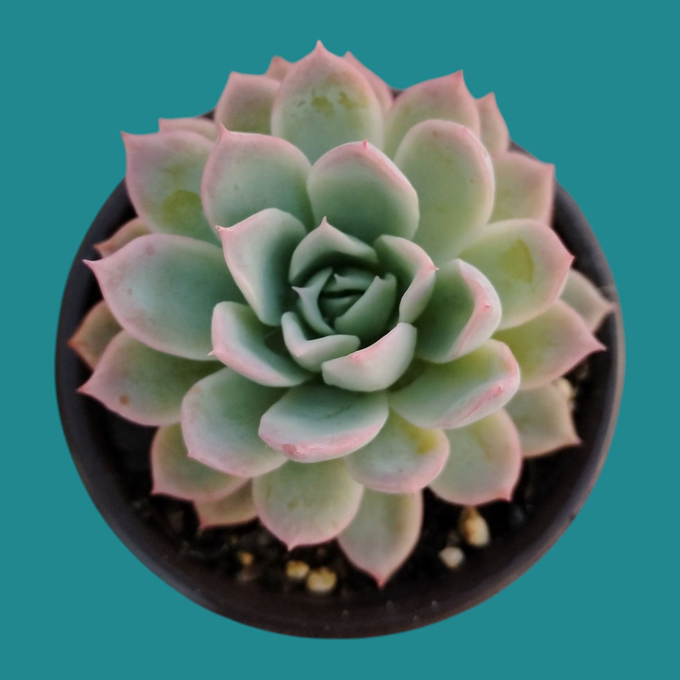 Miniature : Echeveria " Spark "