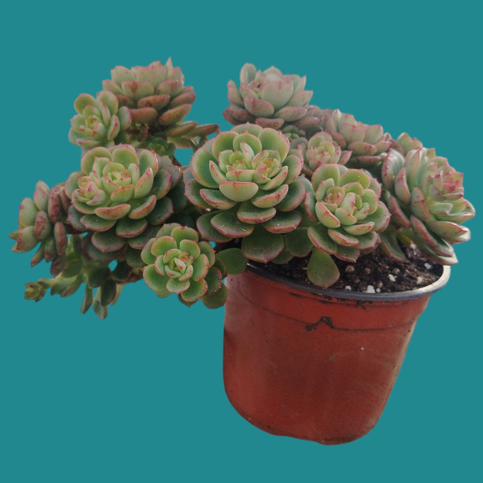 Miniature : Echeveria " Victor " 
