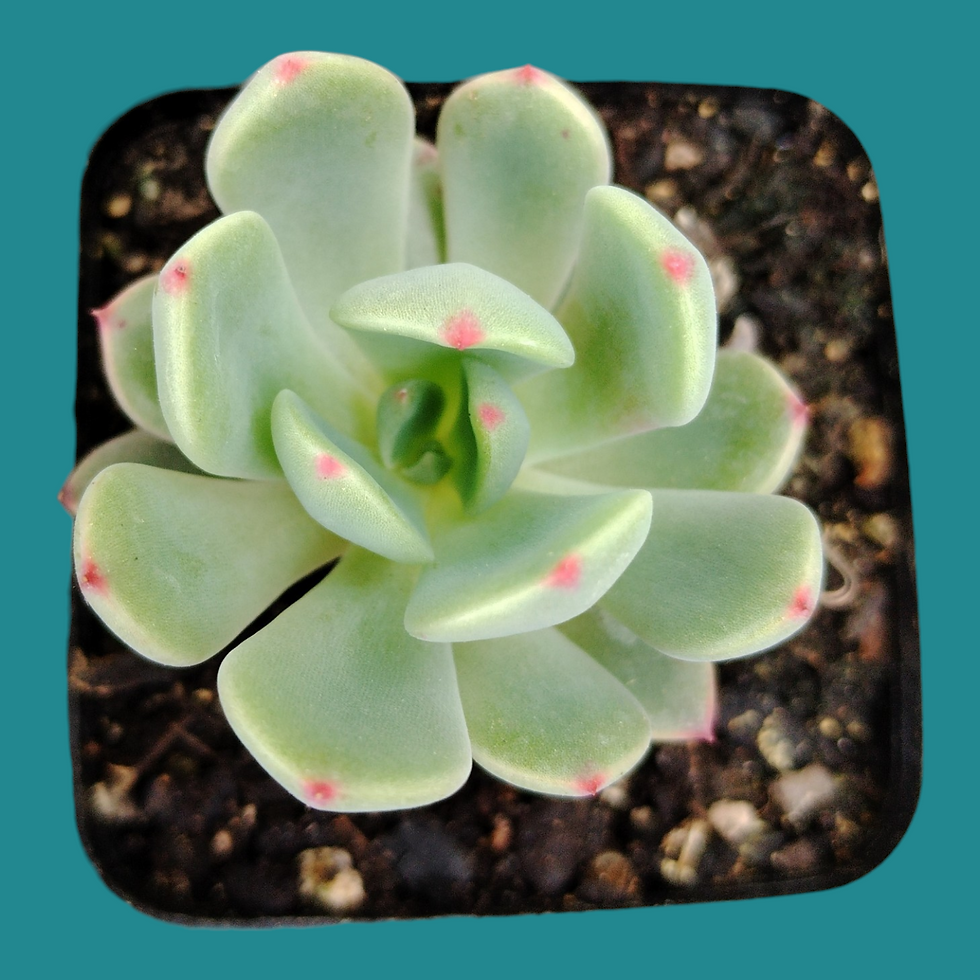 Miniature : Echeveria " Sitifukumiama"