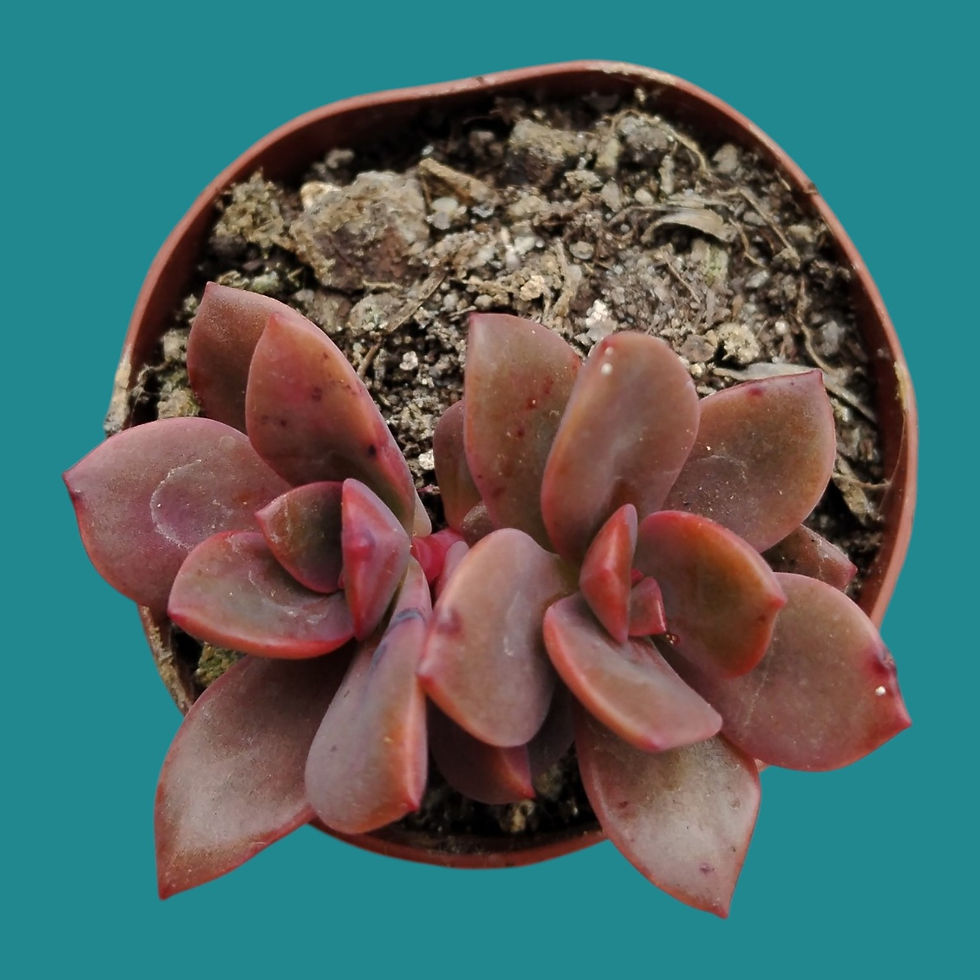 Miniature : Echeveria "Chroma" 