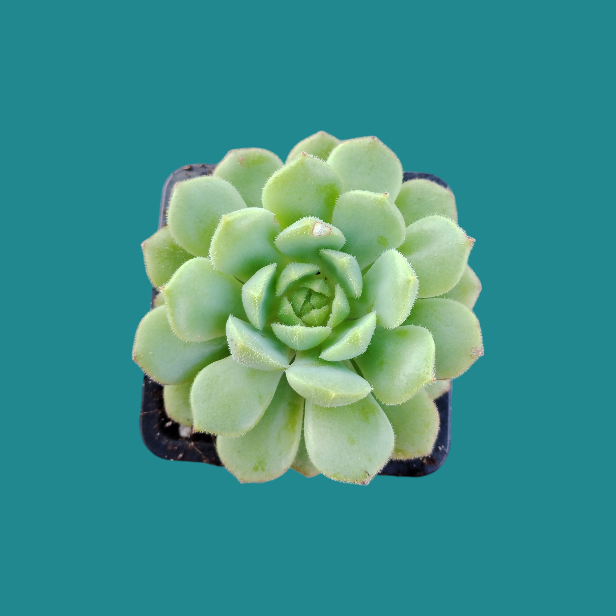 Echeveria " Dorette "