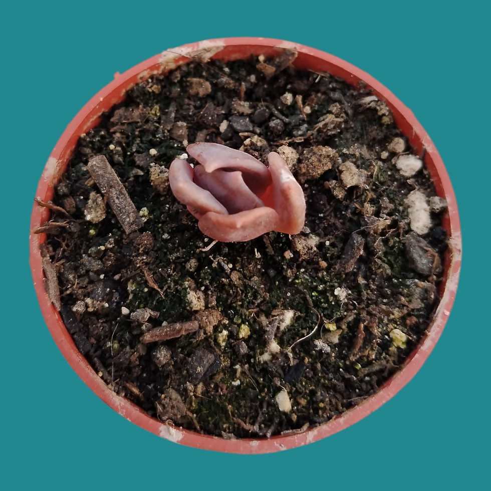 Miniature : Echeveria " Chocolate "