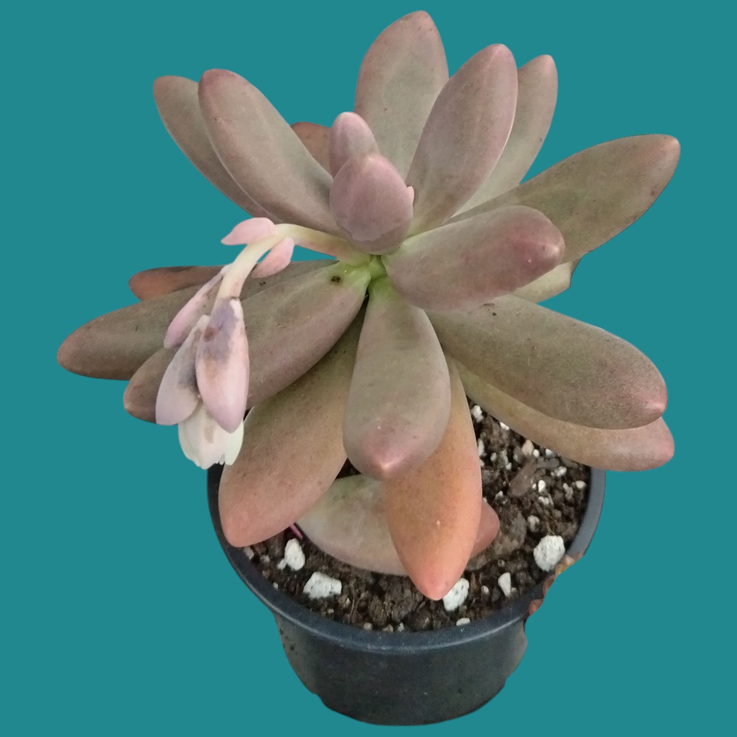 Pachychytum "Captain Jessop"