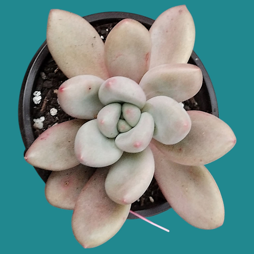 Miniature : Graptoveria "Opalina"