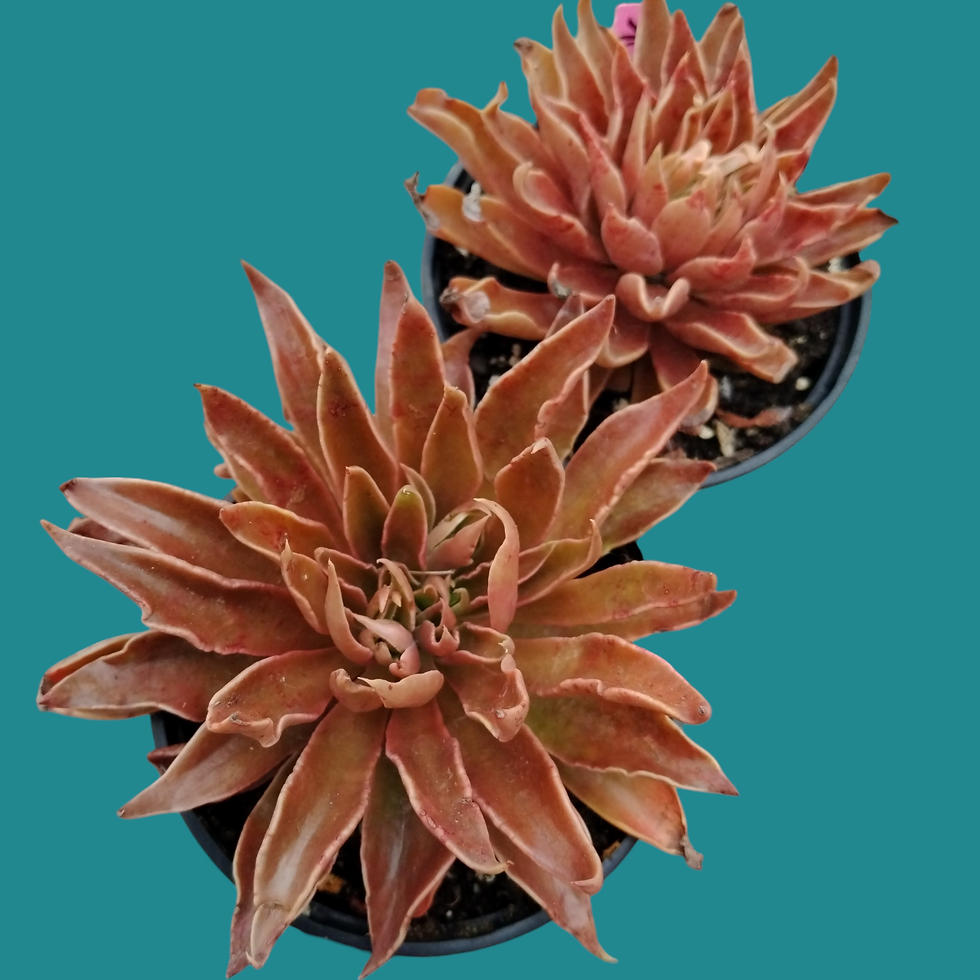 Miniature : Echeveria " Sabre Wolf " 