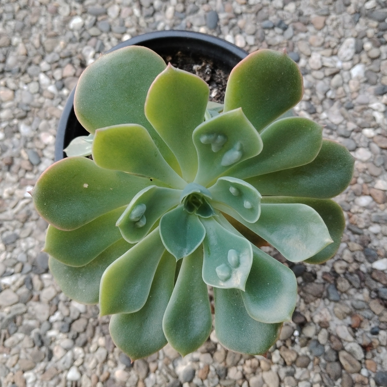 Echeveria " Raindrop"