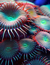 Sea Sponges