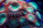 Coral Propagation Course