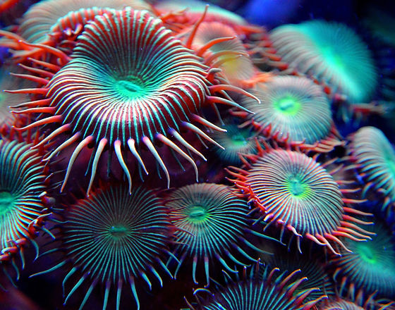 Sea Sponges