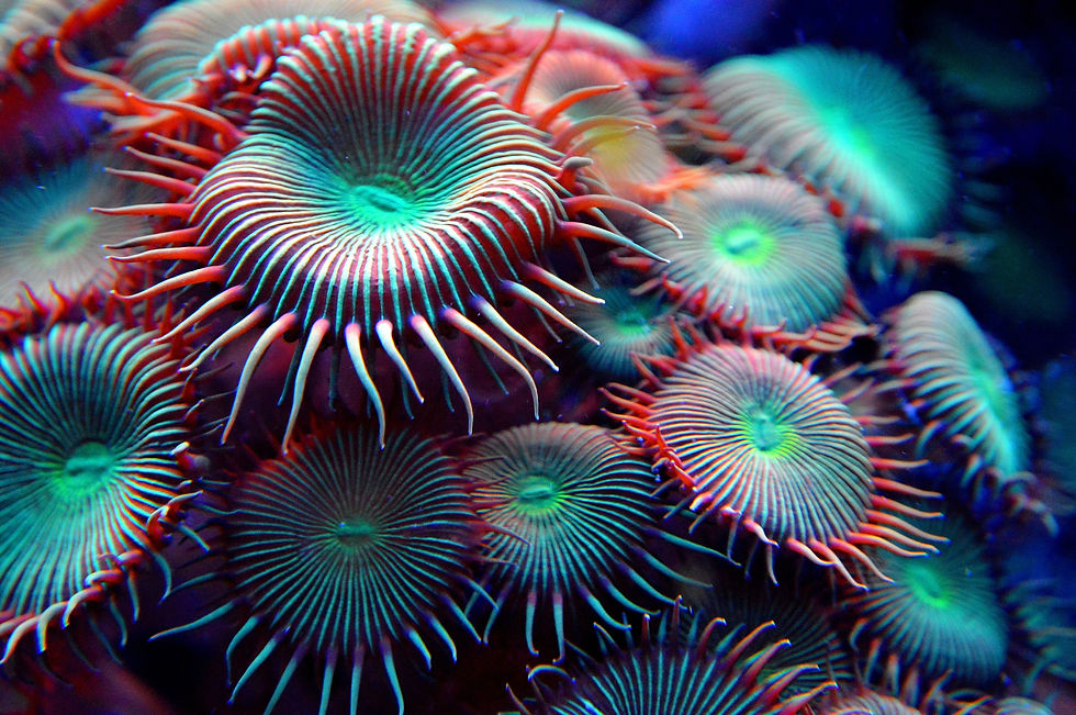 Colorful Coral Closeup