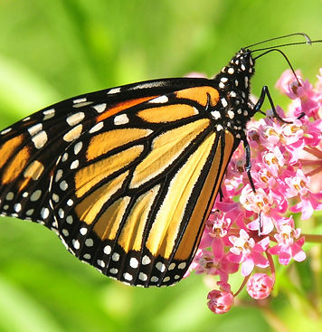 Monarch (1).jpg