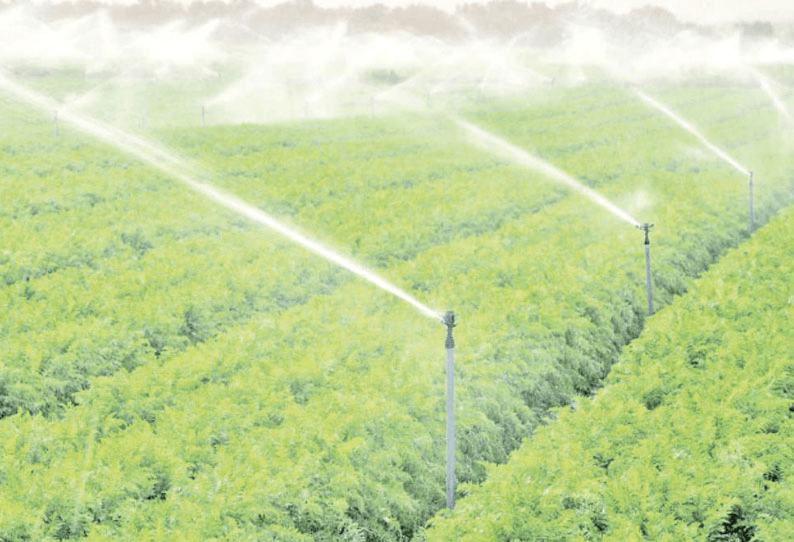 Irrigation , pulses