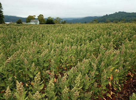 wild rose farm 1.png
