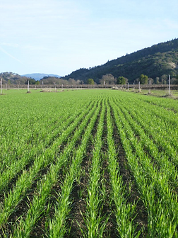 mendocino tempeh field.png