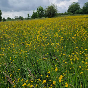 Veld vol gele boterbloemen langs de Egmont Walk-route met donkere regenwolken op de achtergrond.