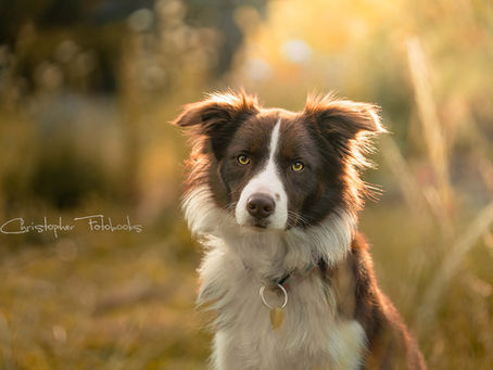 Sony A7C - A Camera Every Dog Parents Should Have