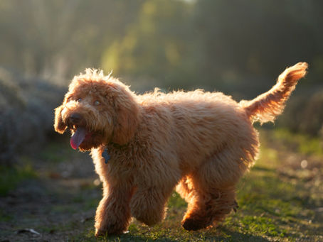 Warratina Lavender Farm - best place to visit all year round in Victoria for dog people!