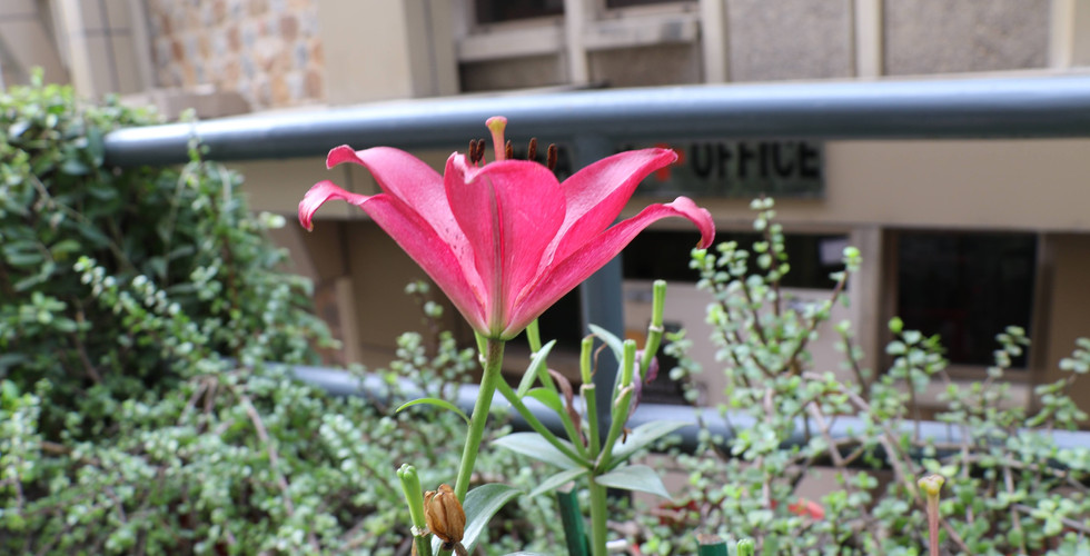 Lilys by the health office