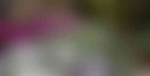 lots of flower heads popping up