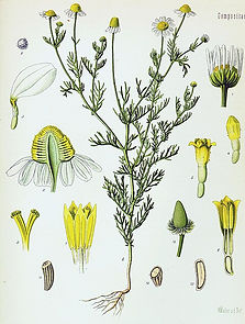 Matricaria_chamomilla.jpg