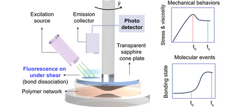 Shear thinning of associative polymers is tied to bond breakage under deformation and retraction of dangling chains, as predicted by transient network theories. However, an in-depth understanding of the molecular mechanisms is limited by our ability to measure the molecular states of the polymers during deformation. Herein, utilizing a custom-built rheo-fluorescence setup, bond dissociation in model end-linked associative polymers is quantified in real time with nonlinear shear deformation based on a fluorescence quench transition when phenanthroline ligands bind with Ni2+. All of the networks exhibit shear thinning, and the dangling chain fraction increases with the shear rate. However, the number of broken bonds is smaller than that predicted by transient network theories, indicating additional relaxation modes or topological inhomogeneities in the networks. Through tuning counteranion chemistry, networks with similar relaxation times but varying dissociation and association rate constants (kd and ka) of Ni2+-phenanthroline cross-links are developed. Decreasing ka contributes to more dangling chain formation, while the effect of kd is less pronounced. Following force-accelerated bond dissociation of bridging chains, the dangling ends in networks with higher ka tend to reassociate to form elastically inactive loops, while the dangling chains are preserved in networks with lower ka. This indicates the critical role of bond reassociation kinetics in dictating shear-induced topological interchange of different chain configurations. Besides reaction kinetics, decreasing network junction functionality results in less shear thinning and broken bonds, originating from the lower amount of bond breakage required to flow and the higher tendency of the dissociated bonds to reform bridging chains.