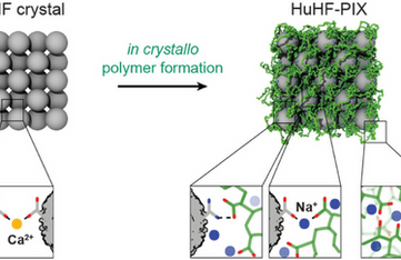 The incorporation of synthetic polymers into biomolecular materials provides a powerful strategy to enhance their properties. We recently showed that the interstitial spaces of highly solvated mesoporous ferritin crystals could be infiltrated with acrylate (Ac) and acrylamide (Am) monomers, which are subsequently polymerized in crystallo to yield a new class of hybrid materials termed Polymer-Integrated Protein Crystals (PIX). Our earlier studies had shown that ferritin-PIX displayed remarkable properties such as reversible expansion and contraction without losing crystalline order, efficient self-healing, and the ability to encapsulate and release large biomolecular cargo. However, the structure of the polyacrylate-co-acrylamide (p(Ac–Am)) polymer matrix, its distribution within the protein lattice, and the molecular nature of the protein–polymer interactions that ultimately engender the emergent properties of ferritin-PIX have remained unknown. Here, we combine small-angle neutron and X-ray scattering and analytical measurements with extensive all-atom and coarse-grained molecular dynamics simulations to examine the structure and dynamics of the polymer network within the crystalline framework of ferritin-PIX. Our results reveal an extensive and multivariate set of noncovalent interactions between the ferritin surfaces and p(Ac–Am) chains that sustain the structural coherence of the crystalline lattice while accommodating large-scale motions. Guided by these insights, we have demonstrated that changes in the chemical compositions of ferritin and the polymer matrix can be used to predictably control the structural dynamics of ferritin-PIX. Our increased molecular-level understanding and engineering of the polymer–protein interface in ferritin-PIX provide an important step toward the generalization of the PIX concept to other protein crystals and polymer compositions.