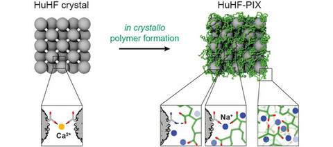 The incorporation of synthetic polymers into biomolecular materials provides a powerful strategy to enhance their properties. We recently showed that the interstitial spaces of highly solvated mesoporous ferritin crystals could be infiltrated with acrylate (Ac) and acrylamide (Am) monomers, which are subsequently polymerized in crystallo to yield a new class of hybrid materials termed Polymer-Integrated Protein Crystals (PIX). Our earlier studies had shown that ferritin-PIX displayed remarkable properties such as reversible expansion and contraction without losing crystalline order, efficient self-healing, and the ability to encapsulate and release large biomolecular cargo. However, the structure of the polyacrylate-co-acrylamide (p(Ac–Am)) polymer matrix, its distribution within the protein lattice, and the molecular nature of the protein–polymer interactions that ultimately engender the emergent properties of ferritin-PIX have remained unknown. Here, we combine small-angle neutron and X-ray scattering and analytical measurements with extensive all-atom and coarse-grained molecular dynamics simulations to examine the structure and dynamics of the polymer network within the crystalline framework of ferritin-PIX. Our results reveal an extensive and multivariate set of noncovalent interactions between the ferritin surfaces and p(Ac–Am) chains that sustain the structural coherence of the crystalline lattice while accommodating large-scale motions. Guided by these insights, we have demonstrated that changes in the chemical compositions of ferritin and the polymer matrix can be used to predictably control the structural dynamics of ferritin-PIX. Our increased molecular-level understanding and engineering of the polymer–protein interface in ferritin-PIX provide an important step toward the generalization of the PIX concept to other protein crystals and polymer compositions.