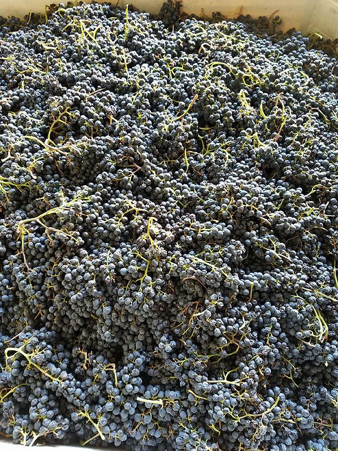 winery grapes.jpg