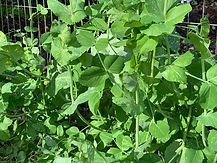 pea plant