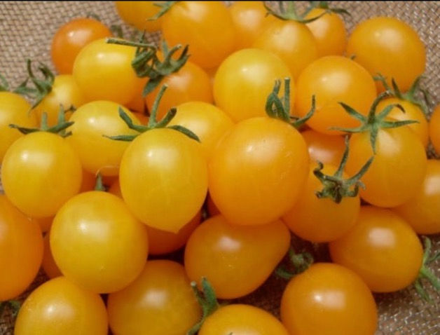 Estonian Yellow Cherry Tomato