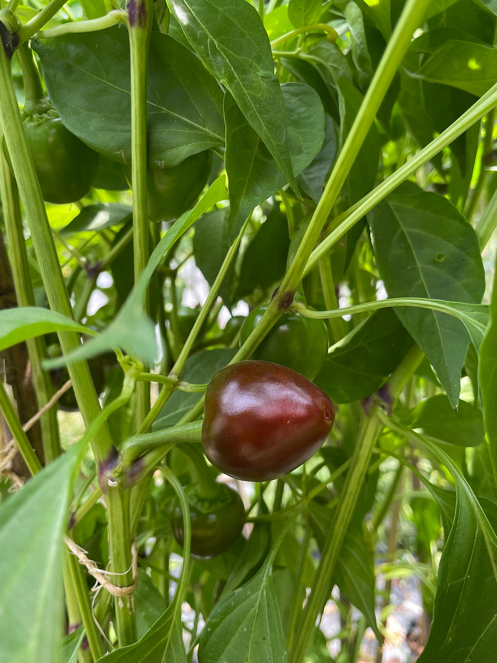 Calabrese pepper