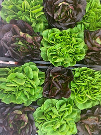 lettuce