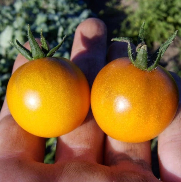 Dark Orange Muscat Tomato