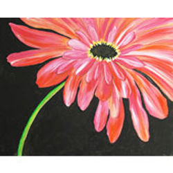 blush_shasta_daisy_170