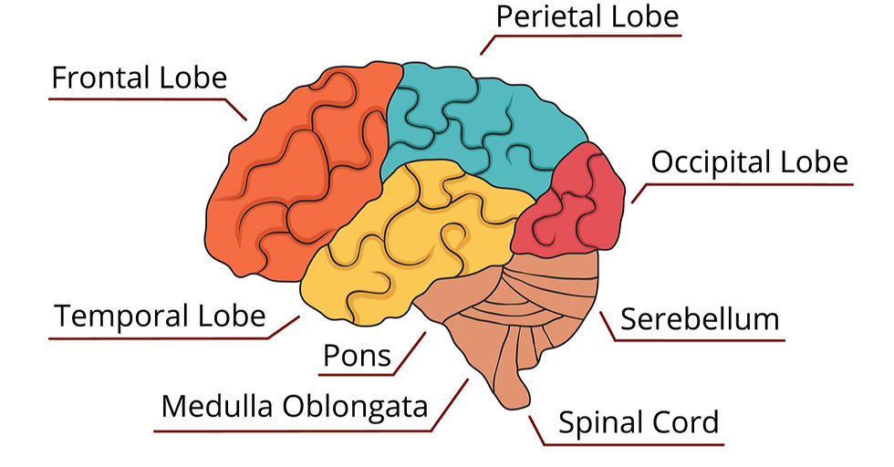 https://wholenesshealing.com/wp-content/uploads/2008/05/Prefrontal-Cortex.jpg