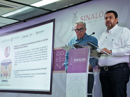 La ganadería sinaloense está libre del gusano barrenador, confirma el gobernador Rocha Moya