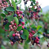 Saskatoon Berry.jpg