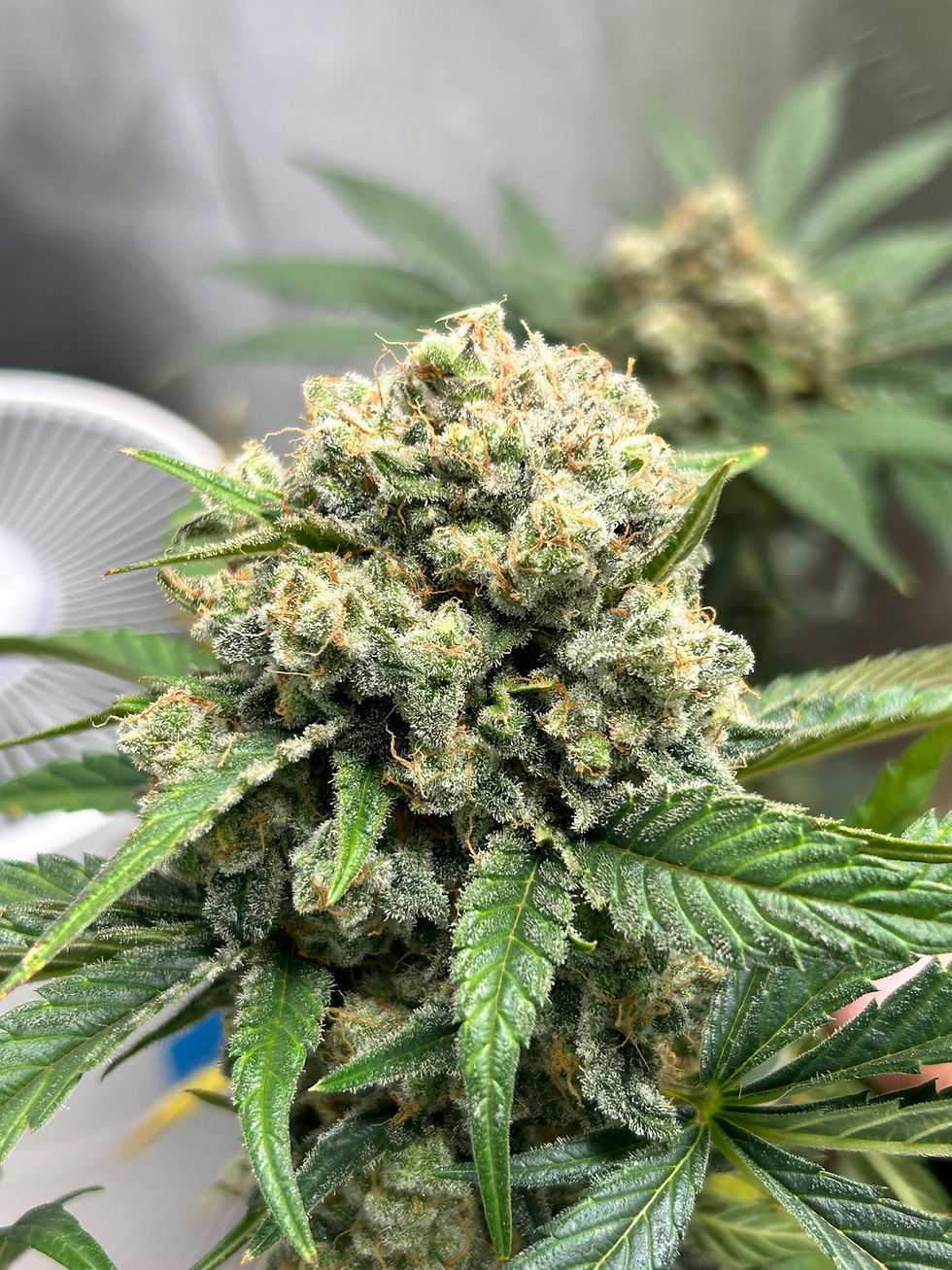 Close-up view of mature cannabis buds covered in trichomes