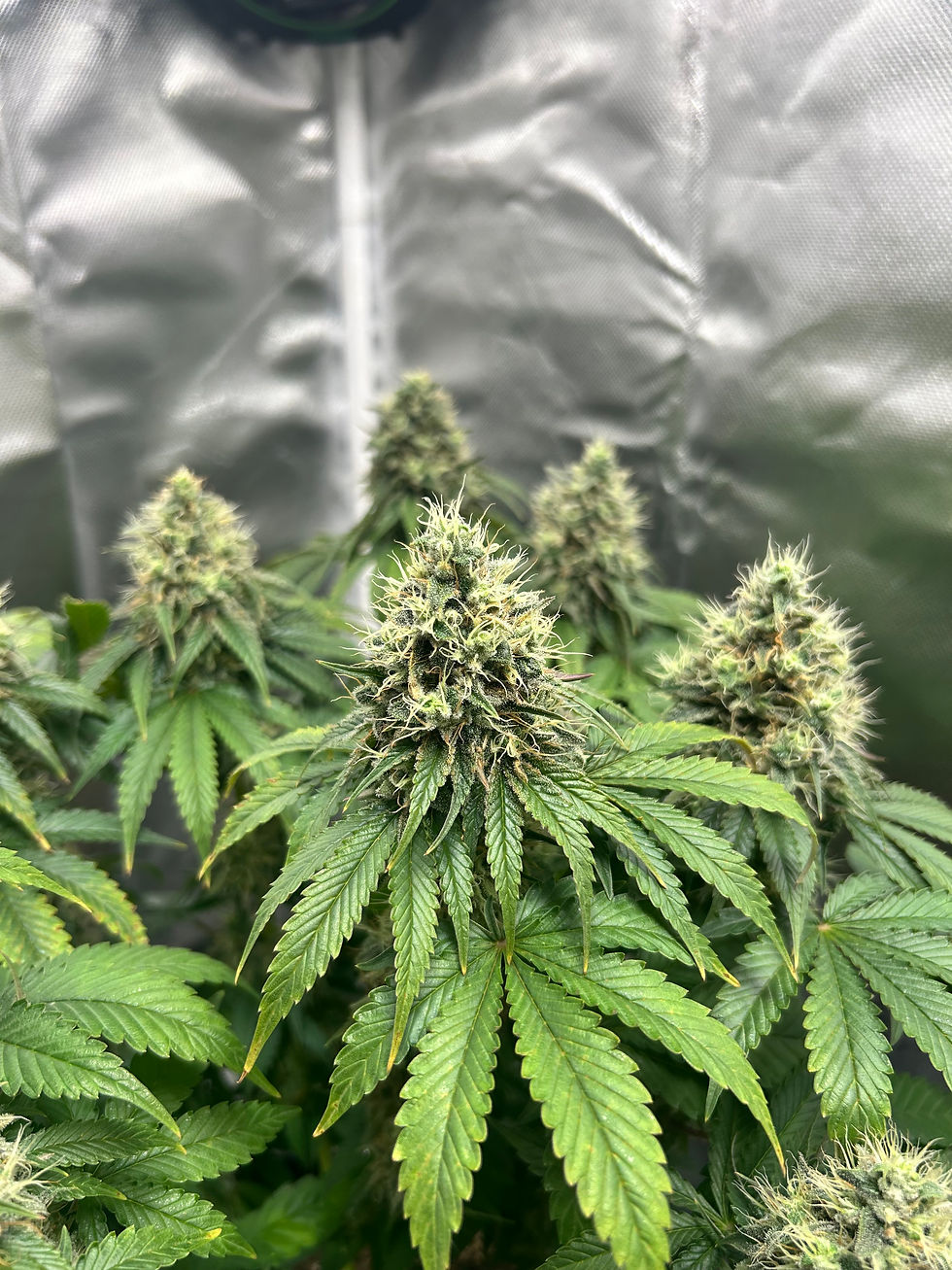 Thumbnail: Tezla OG Plant