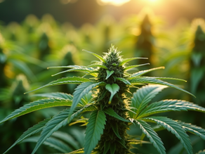Mastering the Basics of Cannabis Cultivation