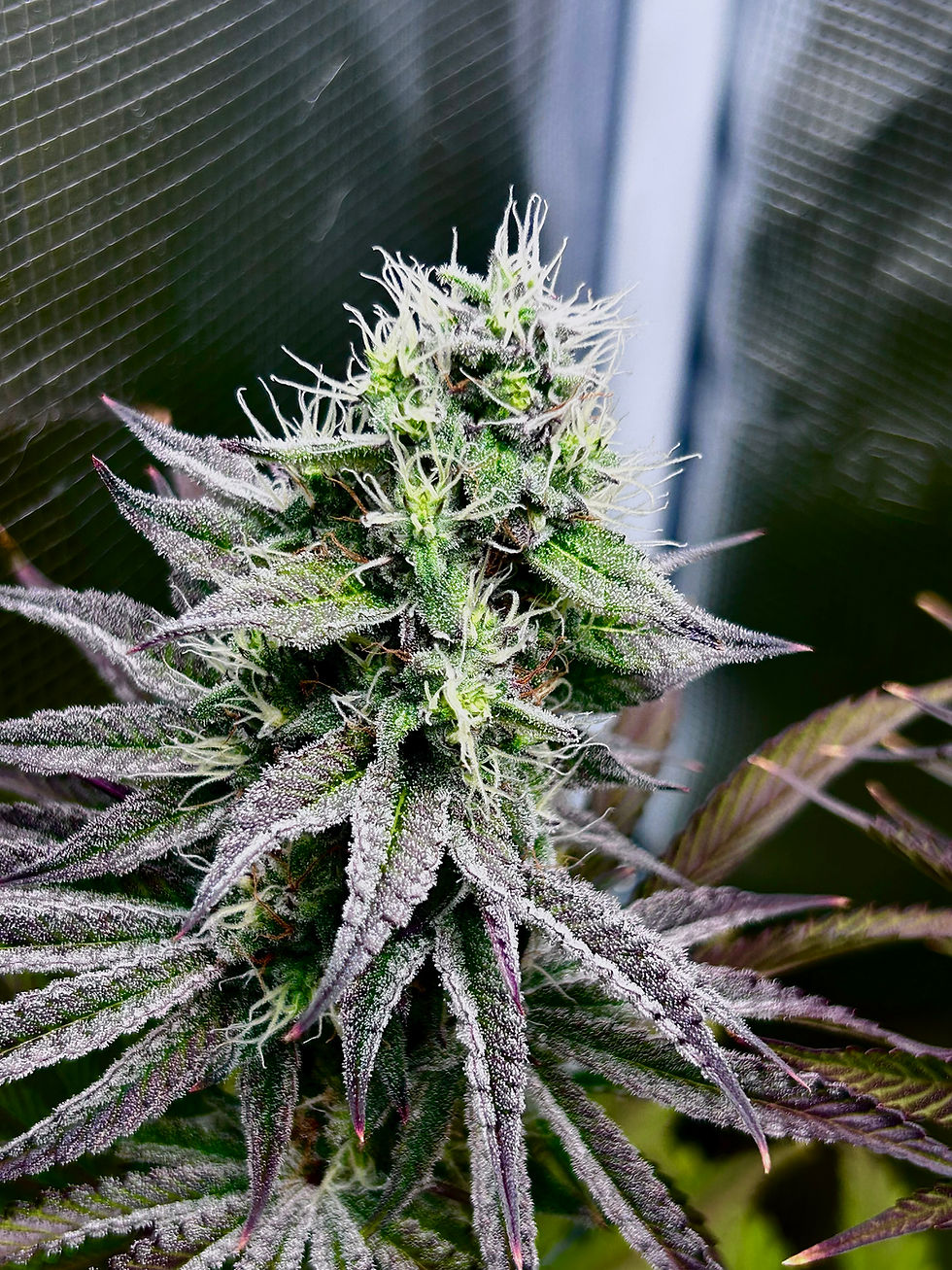 Thumbnail: Sour Diesel Flower