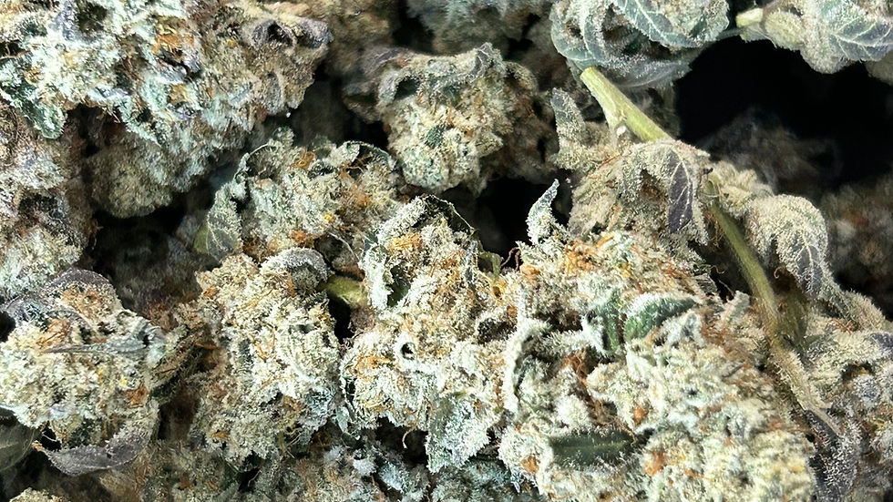 Eye-level view of vibrant cannabis strain in its jar