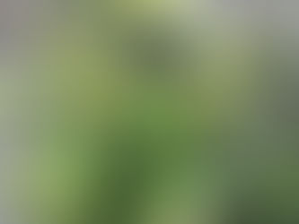 Purple Lemonade Cannabis