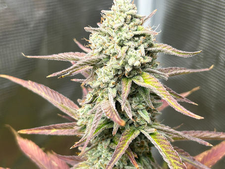 Godfather OG Kush