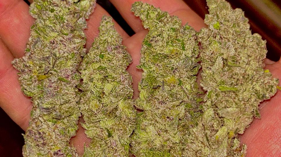 Eye-level view of cannabis buds in a jar