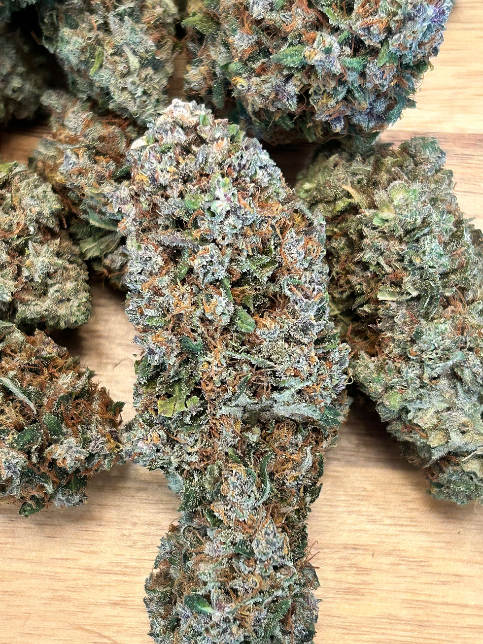 Close-up of Black Muffin cannabis strain