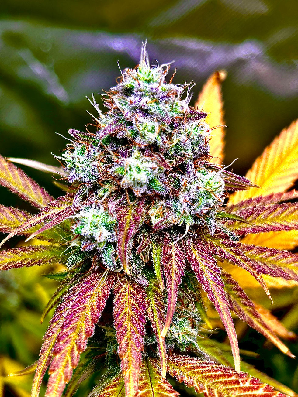 MAC Strain live flower