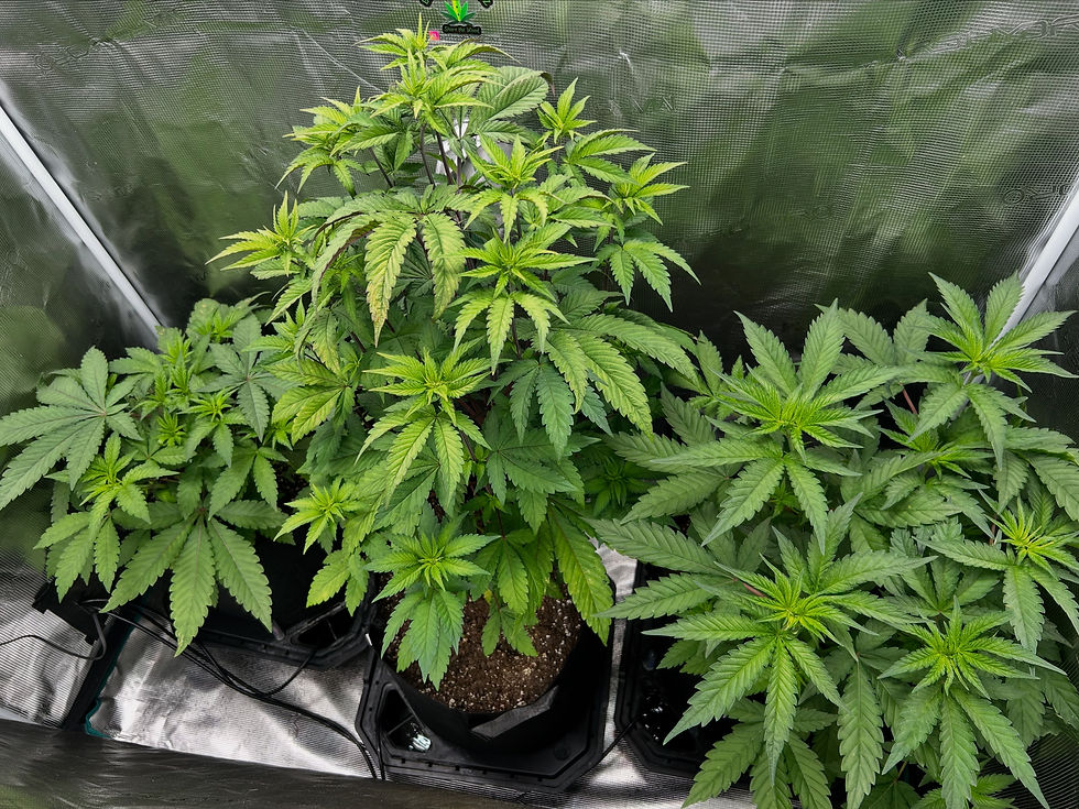 Close-up view of healthy cannabis leaves under grow lights