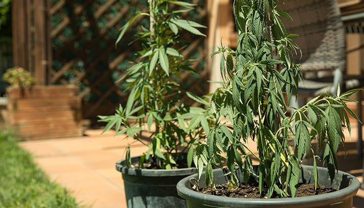Underwatered Cannabis