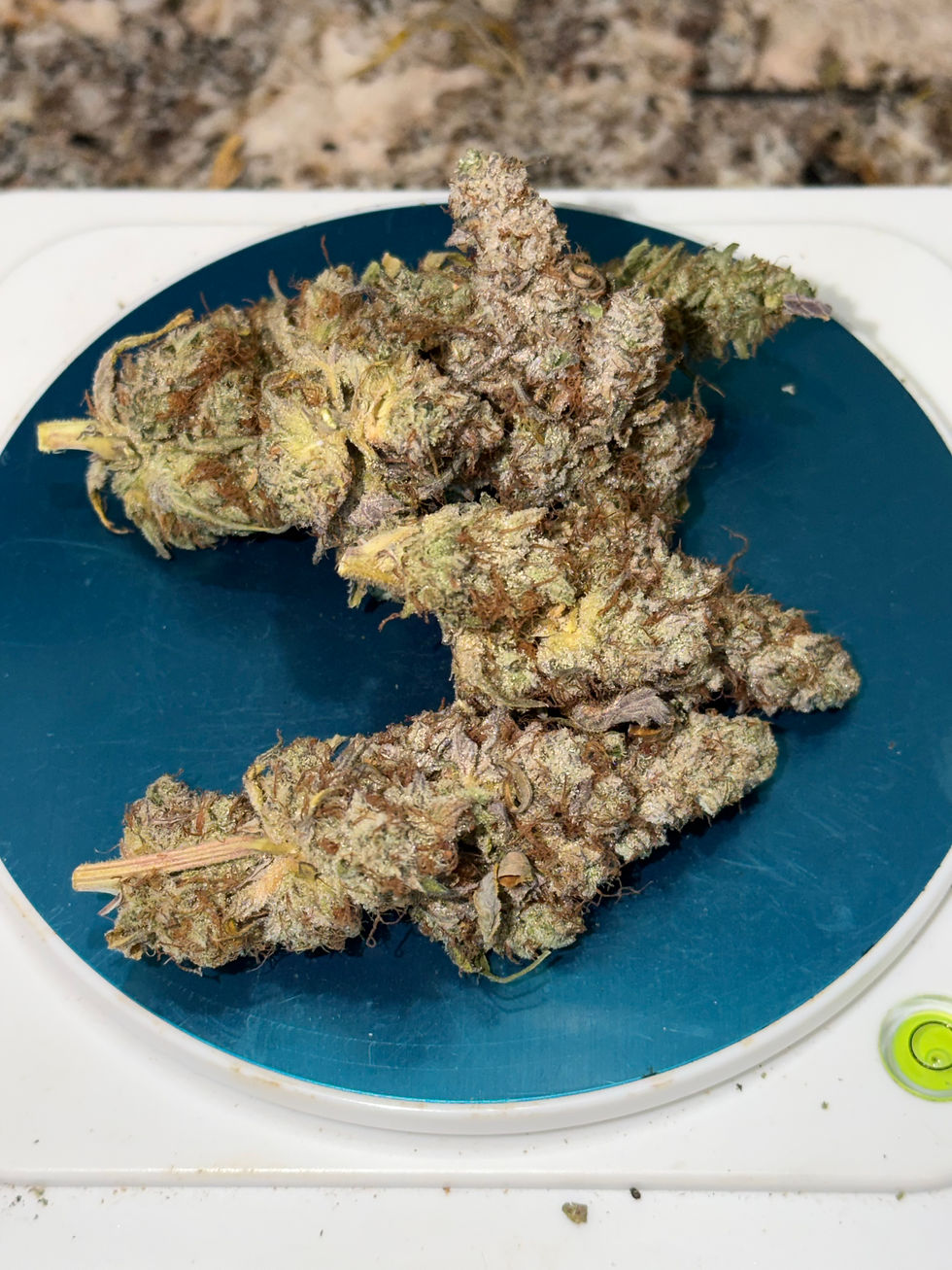 Thumbnail: Wilderness Kush Bud